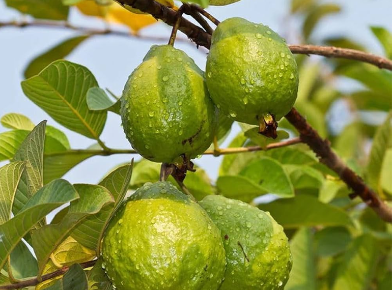 Fruit & Vegetable Production